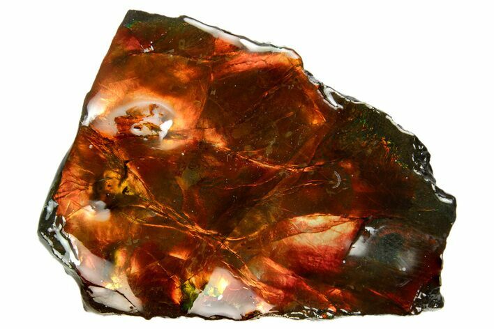 Iridescent Ammolite (Fossil Ammonite Shell) - Fiery Red #310344